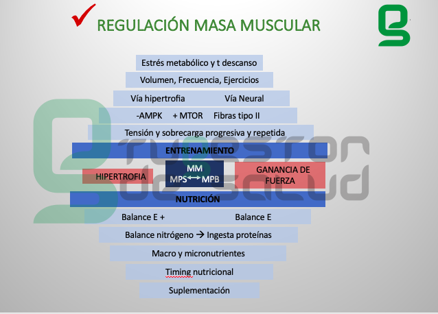 Figura1.Variables que intervienen en la regulación de la masa muscular